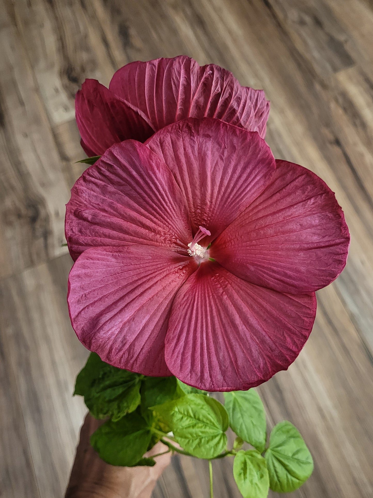 Hibiscus Hyaluronic Acid Facial Serum